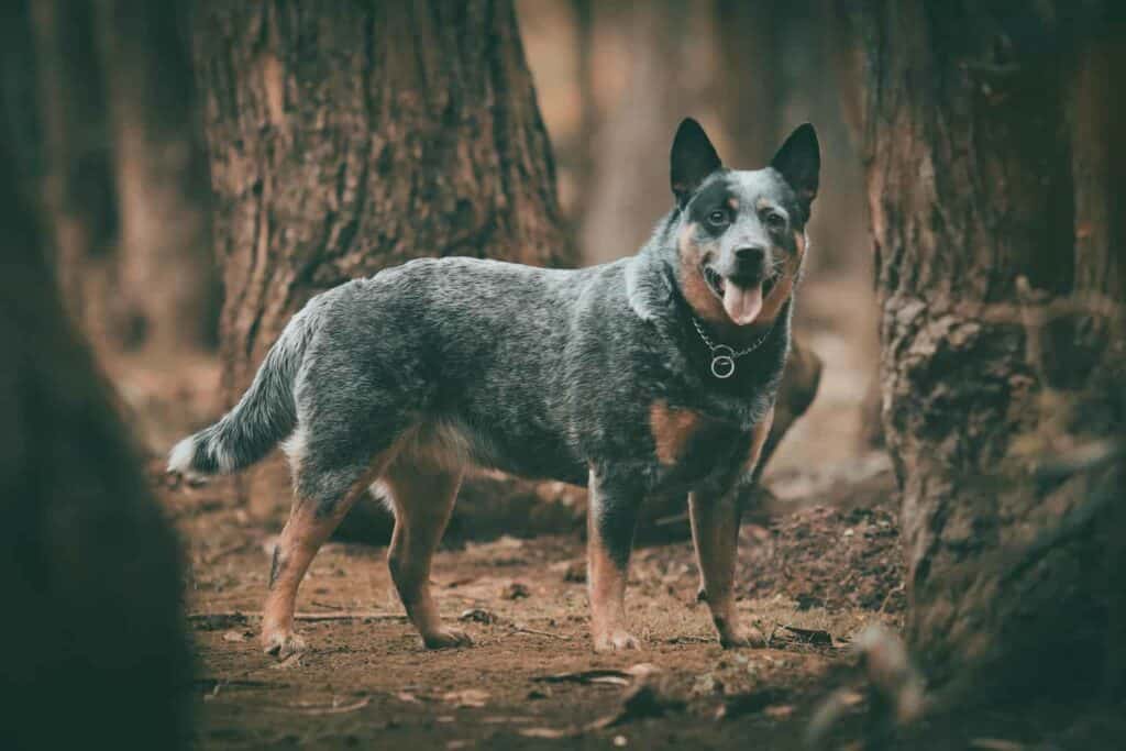 black and white short coated dog standing on brown ground during daytime